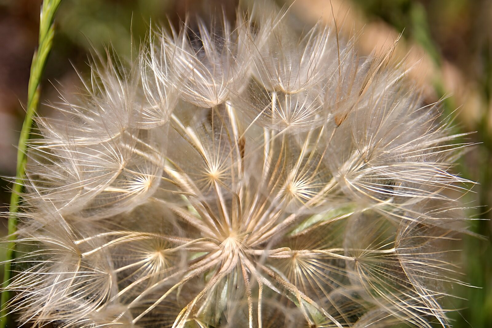 TP31199: Vruchtpluis in beeld