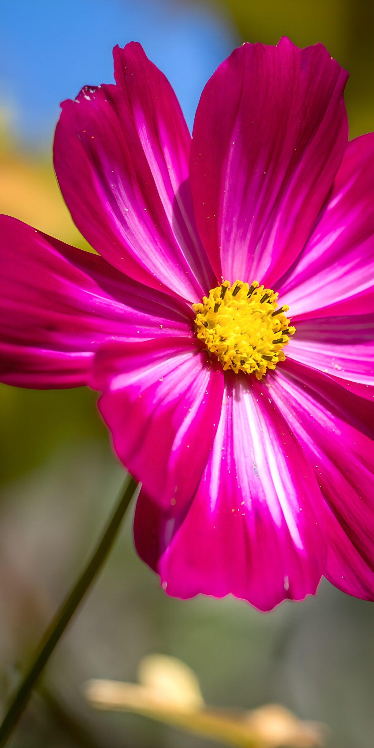 TP63772: Prachtige roze bloem in de natuur