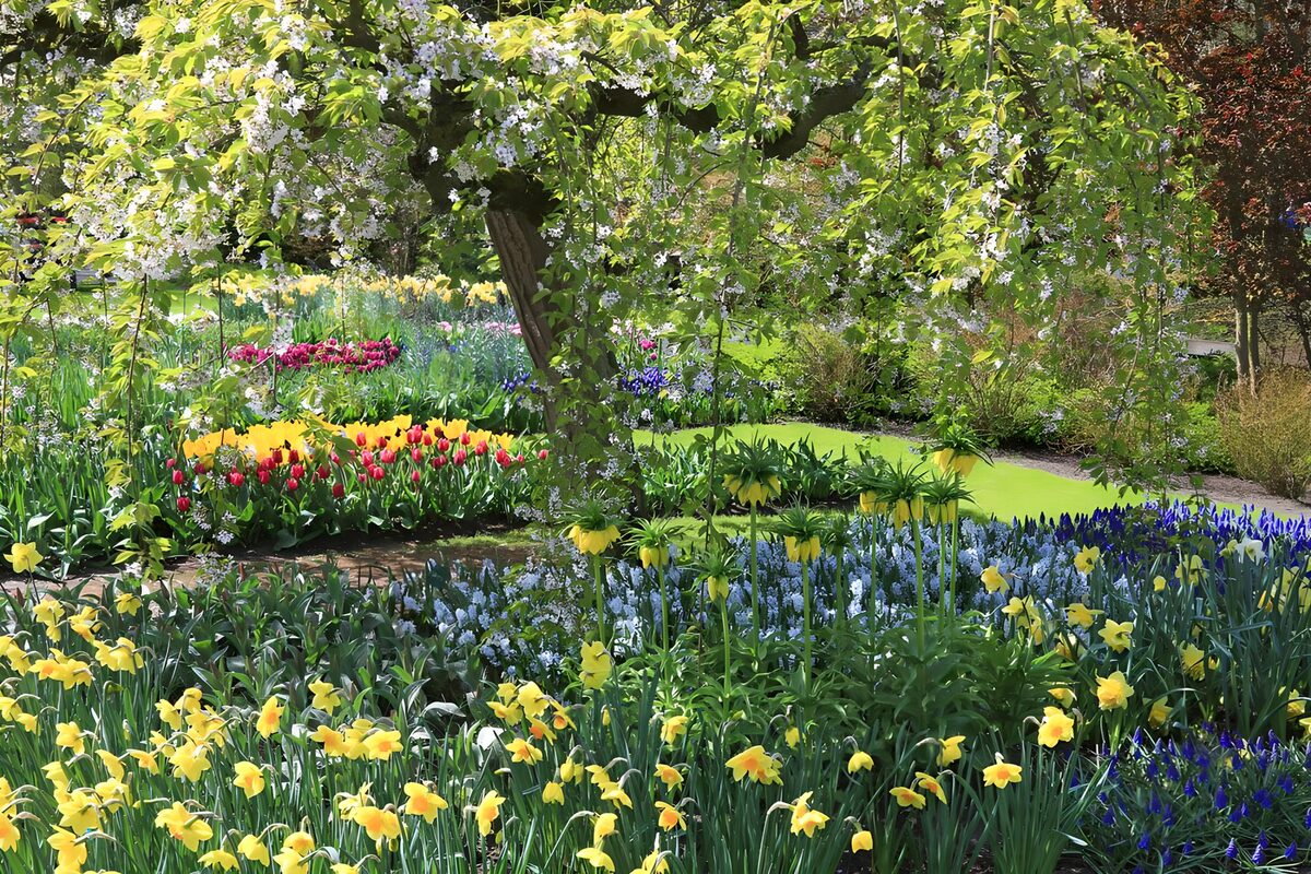 Park met bloemen en bloesemboom in de keukenhof