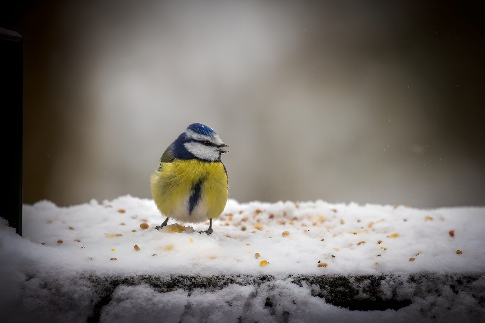 TP39469: Winterse pimpelmees op de voederplek