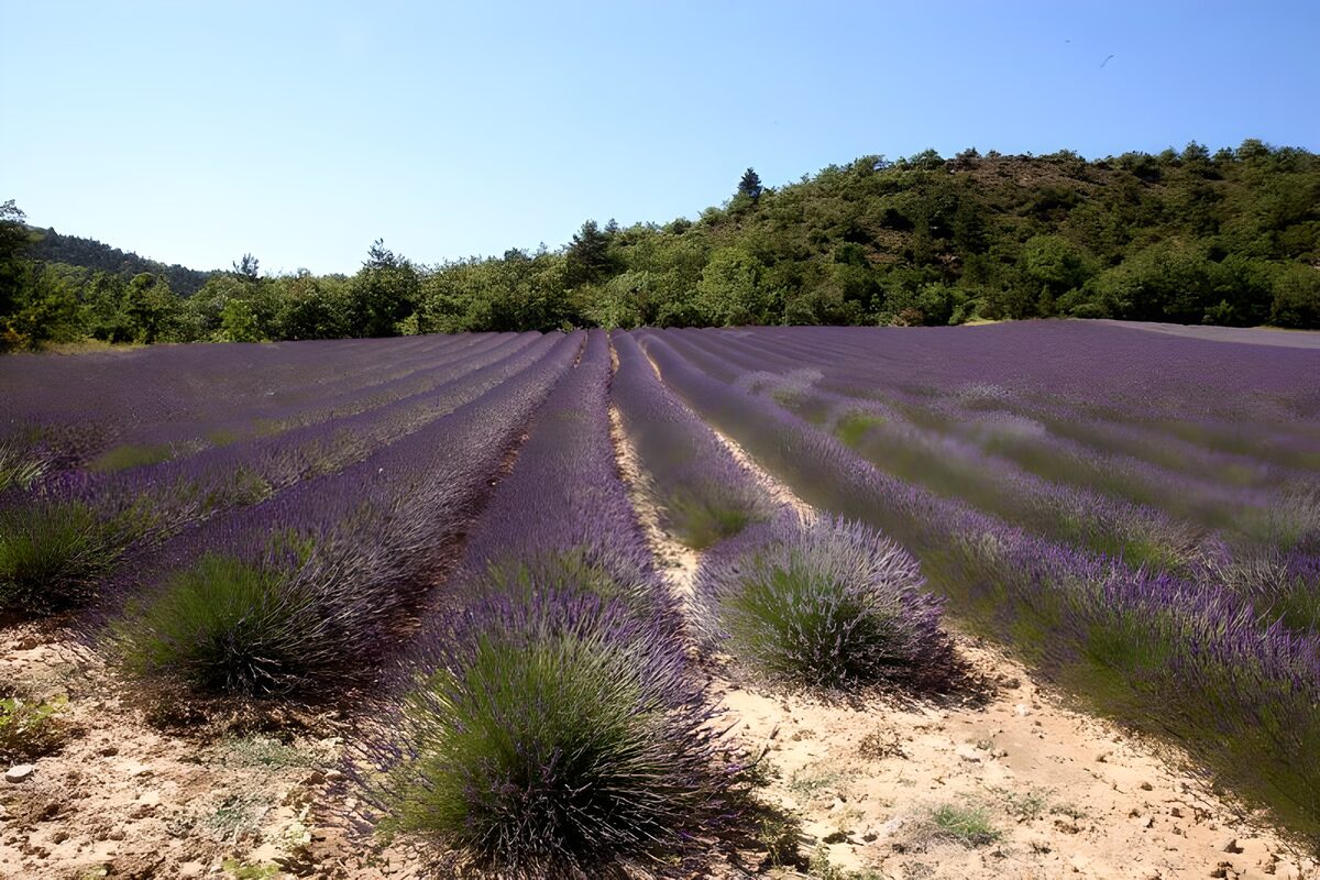 TP93310: Lavendel veld 3