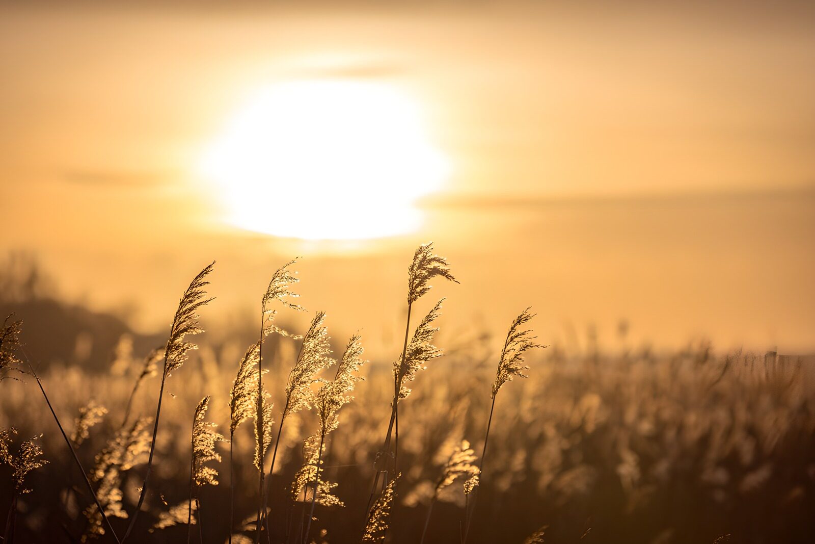 TP59492: Zonsondergang boven gouden rietvelden