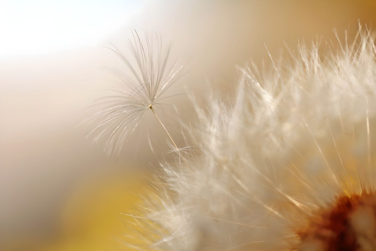 Pappus sunlight