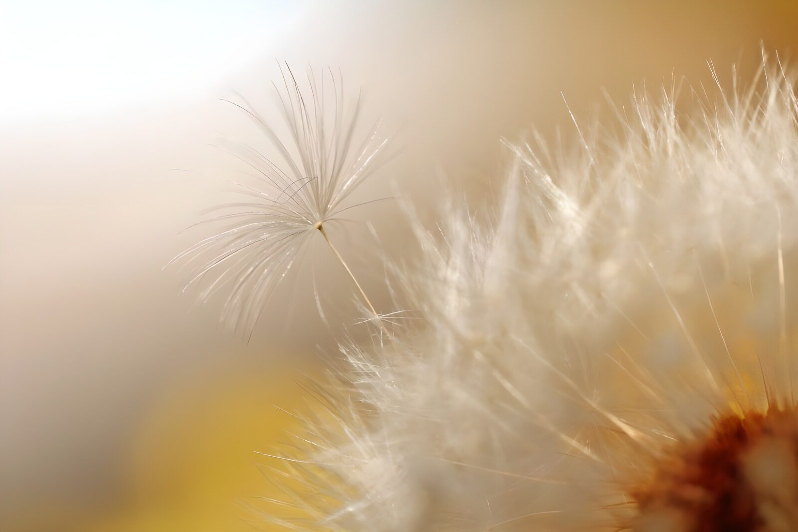TP47175: Pappus sunlight