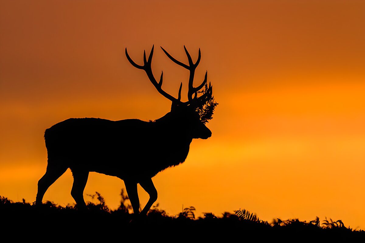 Majestueuze Hert Silhouet bij Zonsondergang