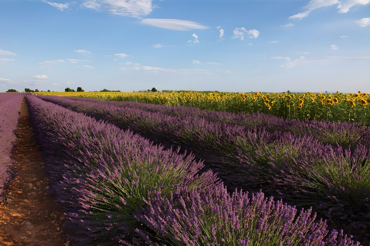 Prachtige bloemenvelden met lavendel en zonnebloemen