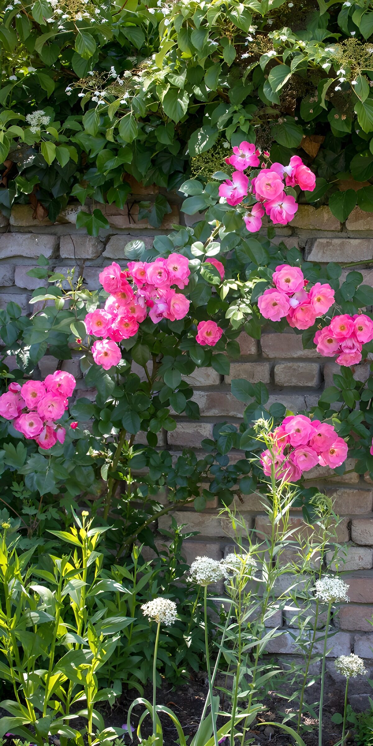 TP16058: Rozen op muur