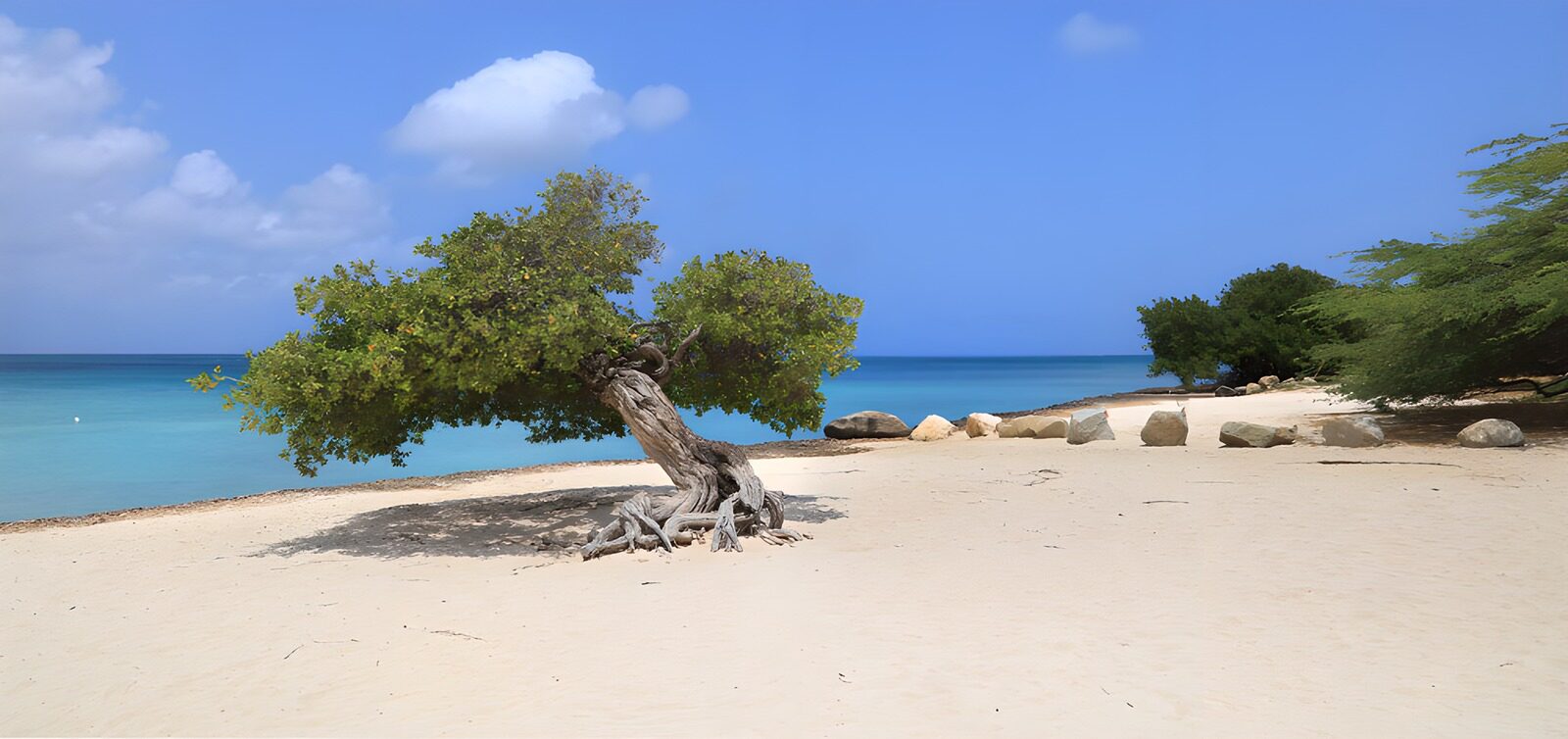 TP68885: Eenzaam boom op het strand