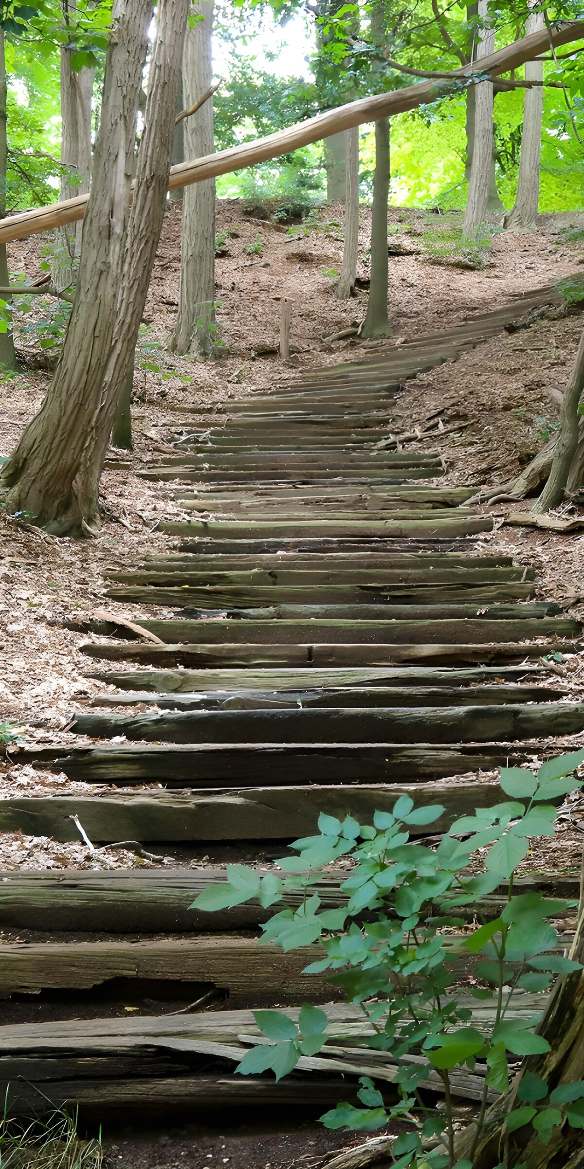 Trap naar rustgevende natuur