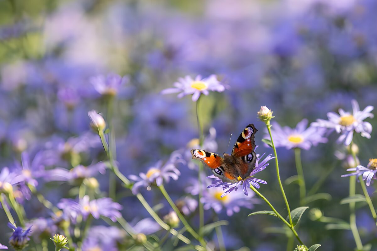 Schone vlinder tussen paarse bloemen