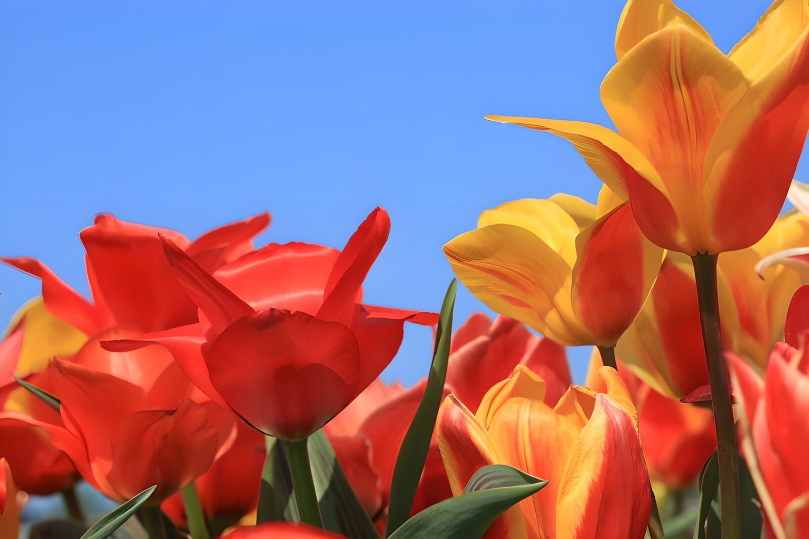 TP43808: Oranje rode tulpen