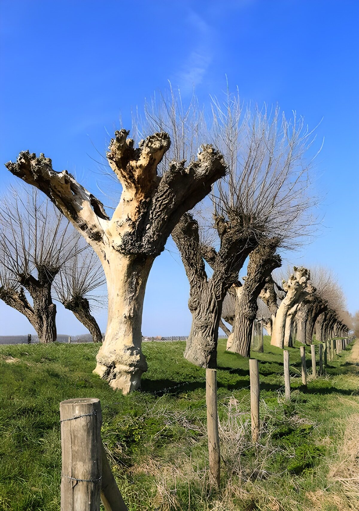 Reuzen knotwilgen in Zeeuws Vlaanderen