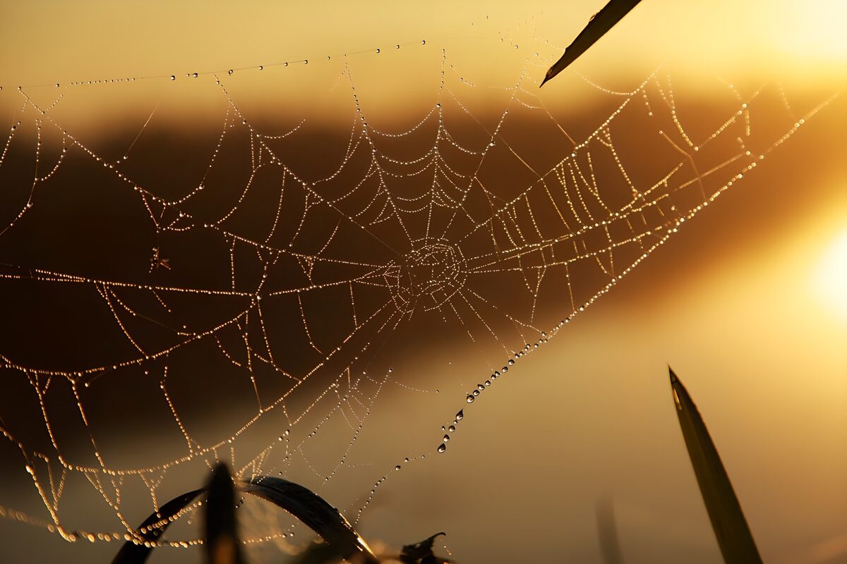 Betoverend web in het ochtendgloren