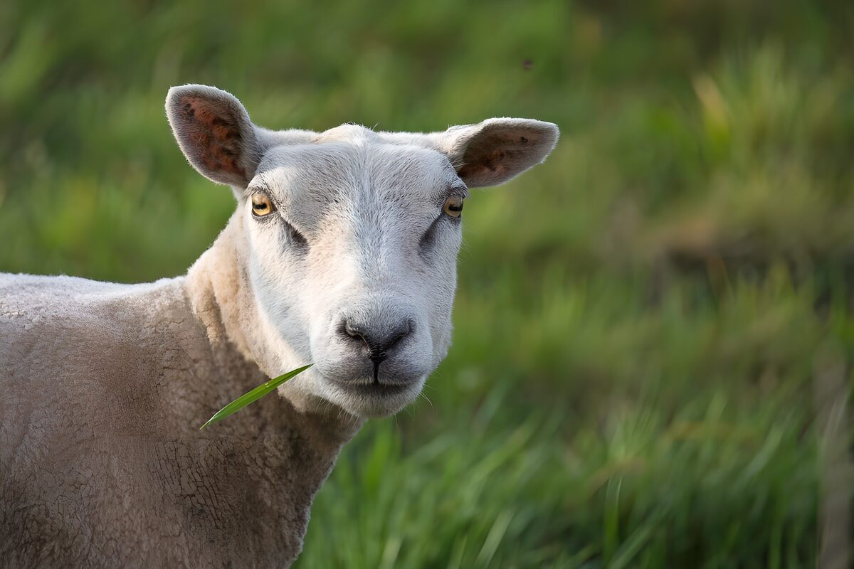 Schaap met grasspriet