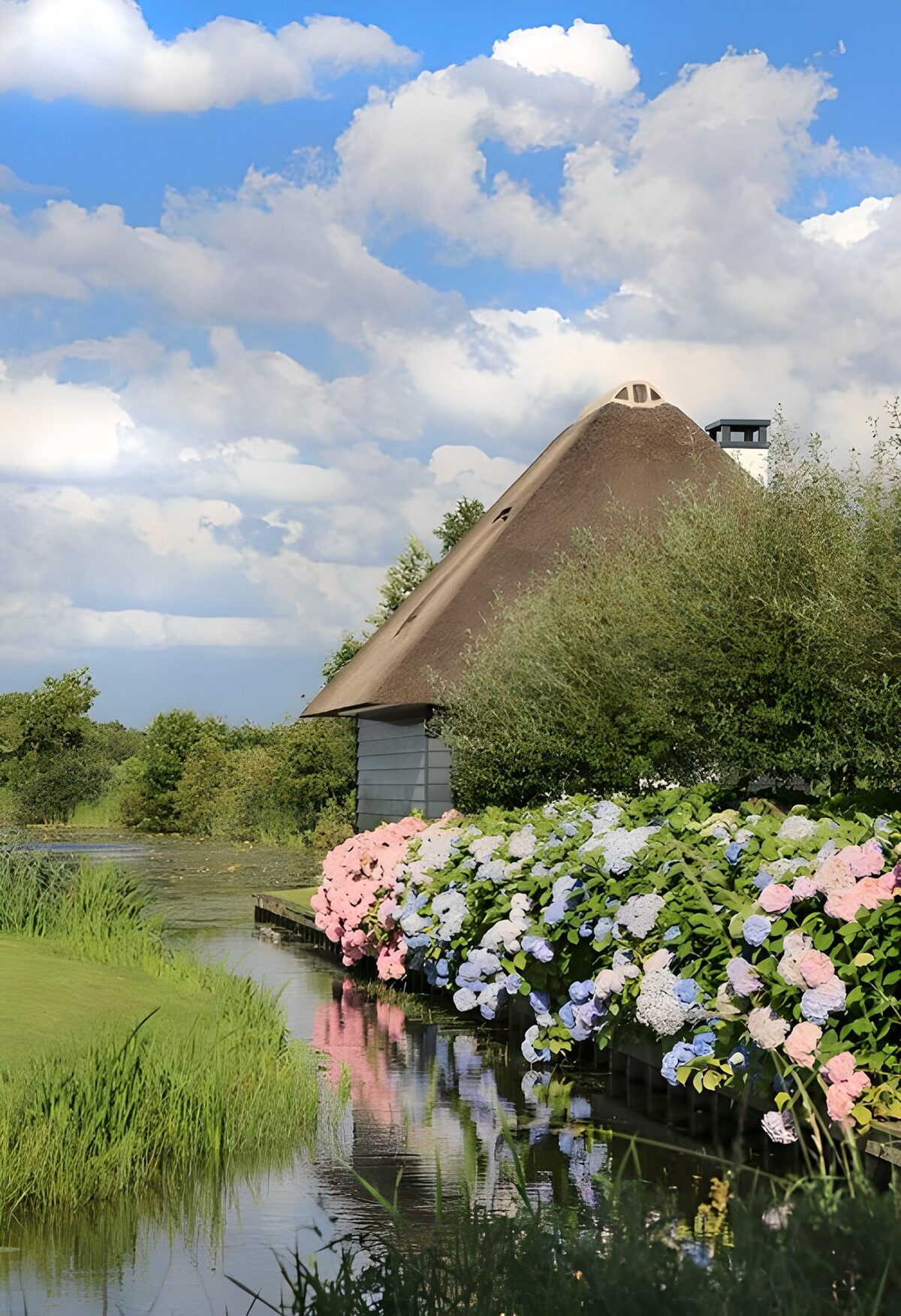 TP71842: Hortensia aan de Loosdrechtse plassen