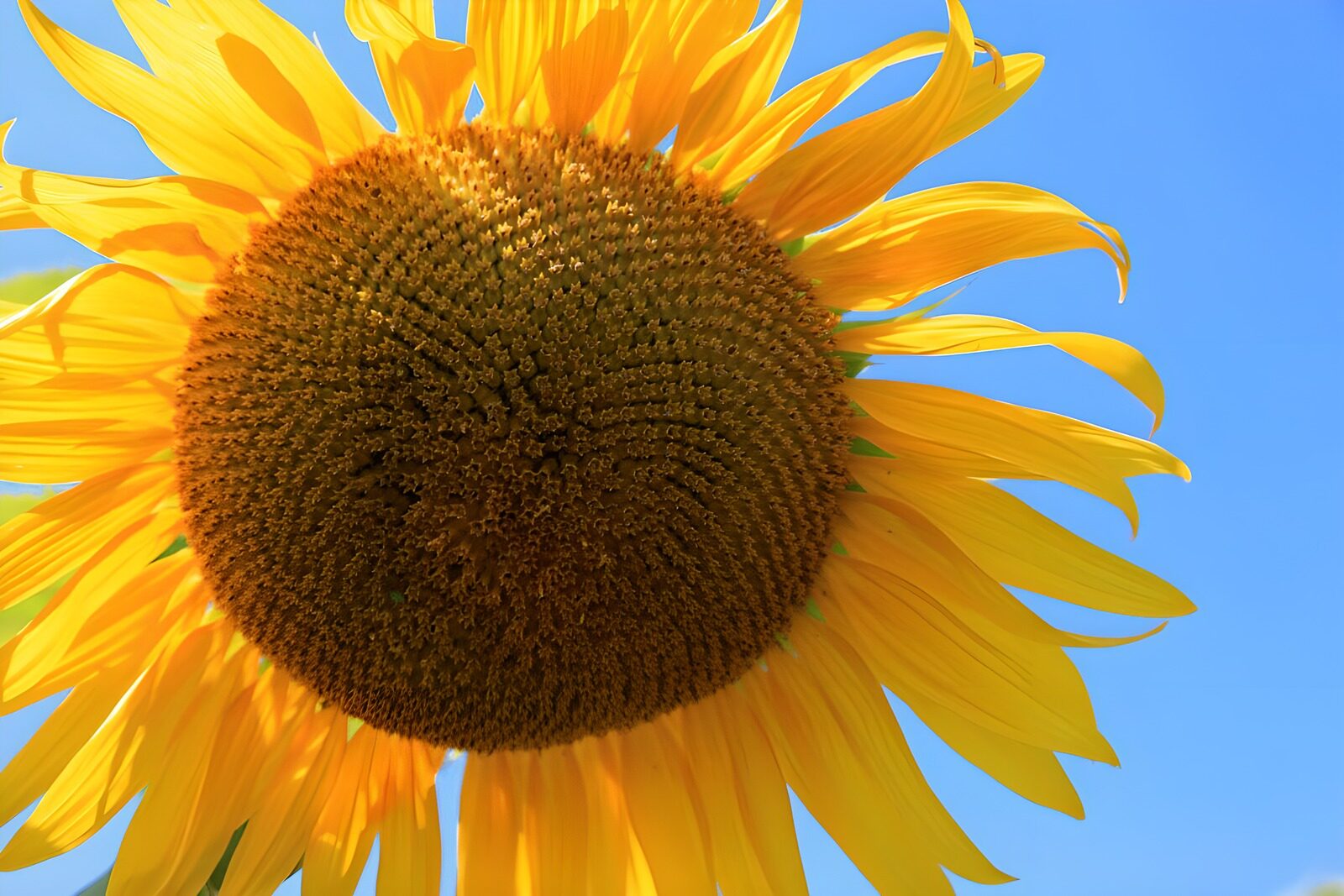 TP92703: Stralende Zonnebloem onder Blauwe Lucht