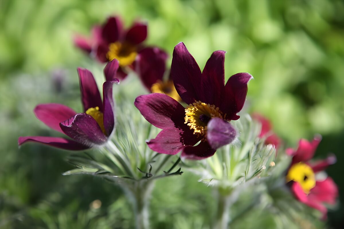 Aubergine stel margrietjes