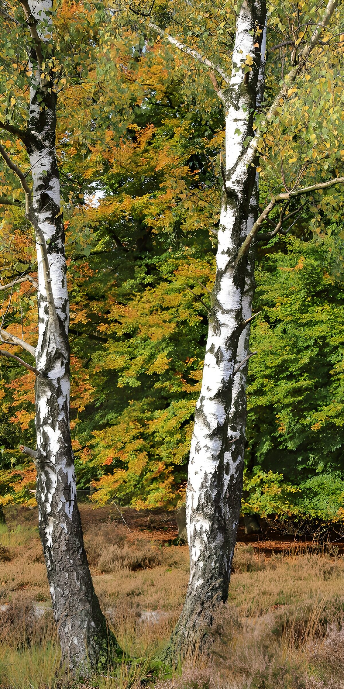 TP83245: Herfstkleuren tussen berkenbomen
