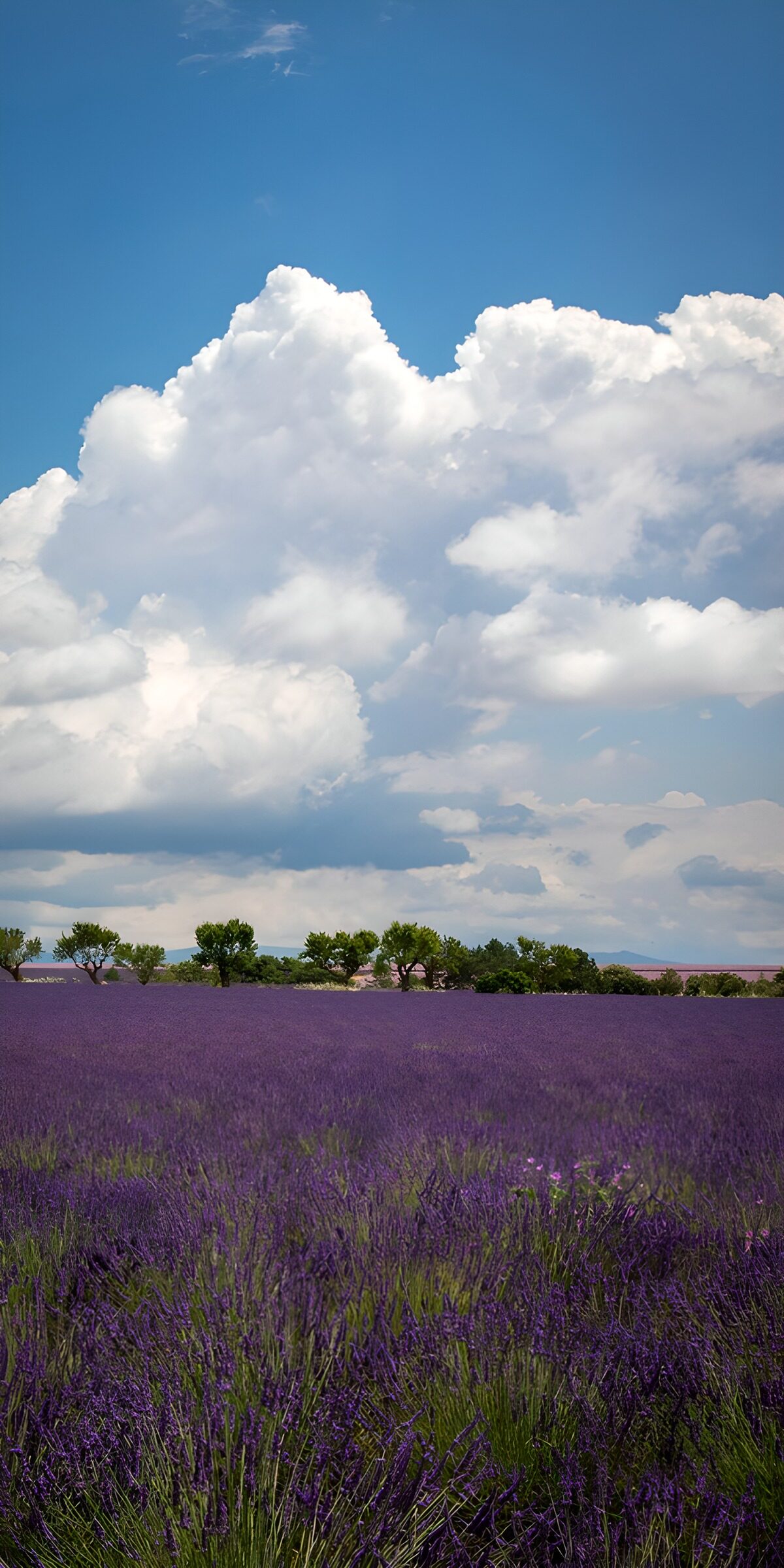 Lavendel en salie 2