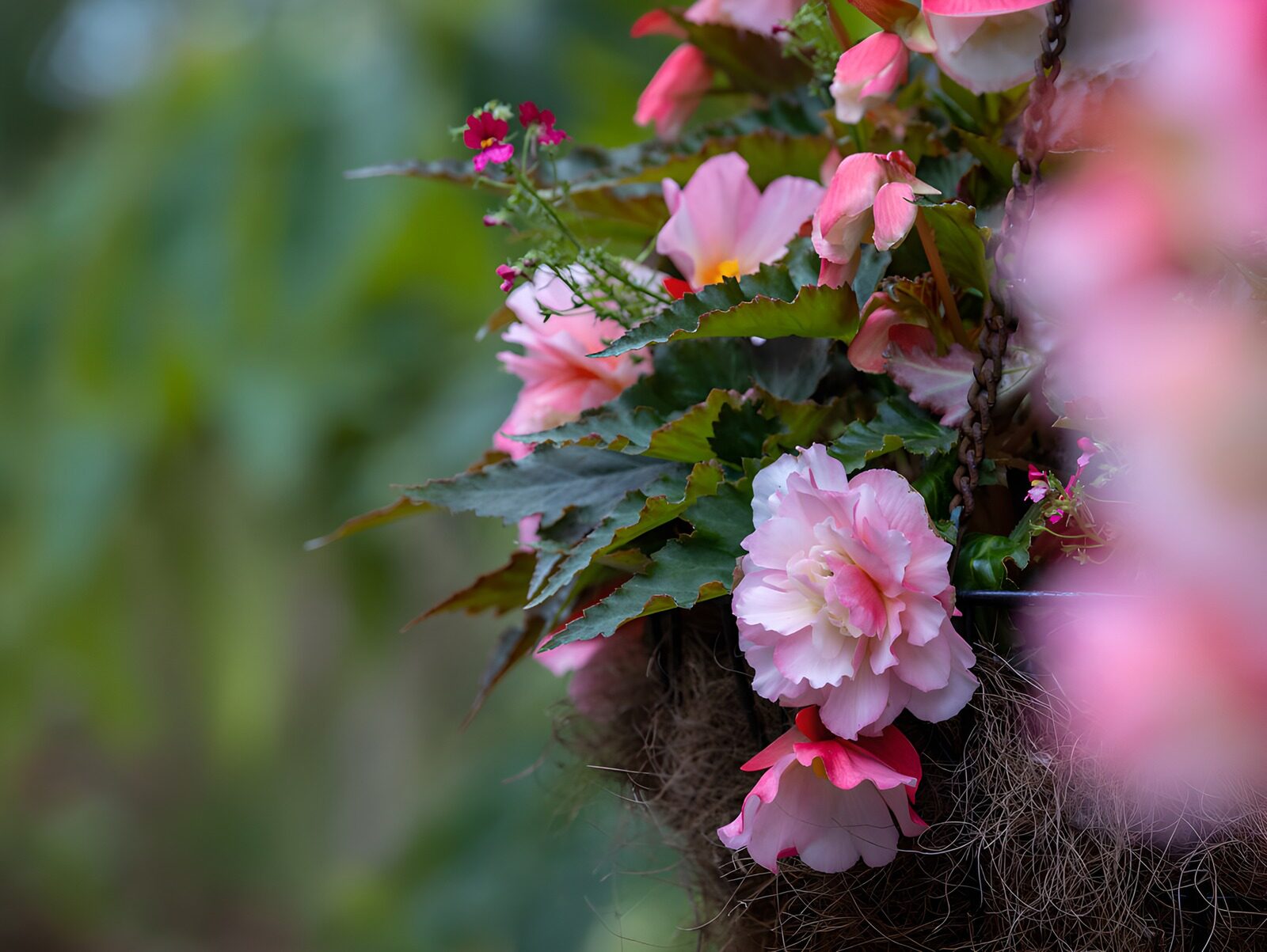 TP54529: Roze tuinbegonia in hangmand
