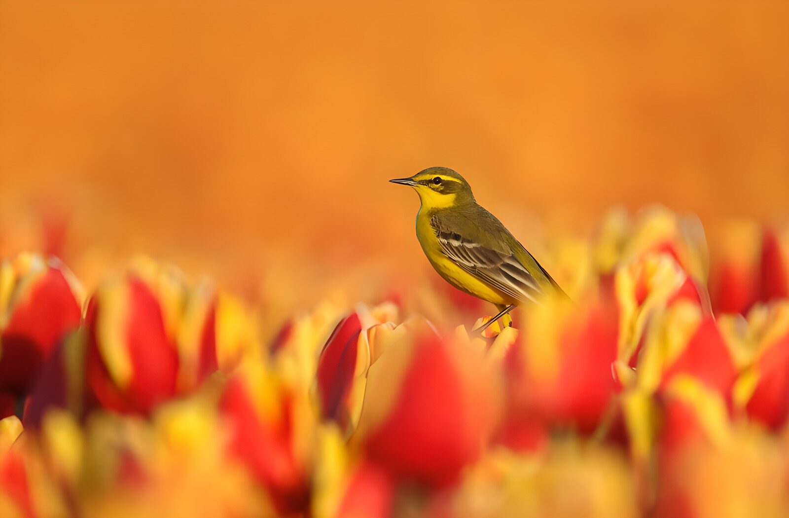 TP68744: Vogel tussen kleurrijke tulpen