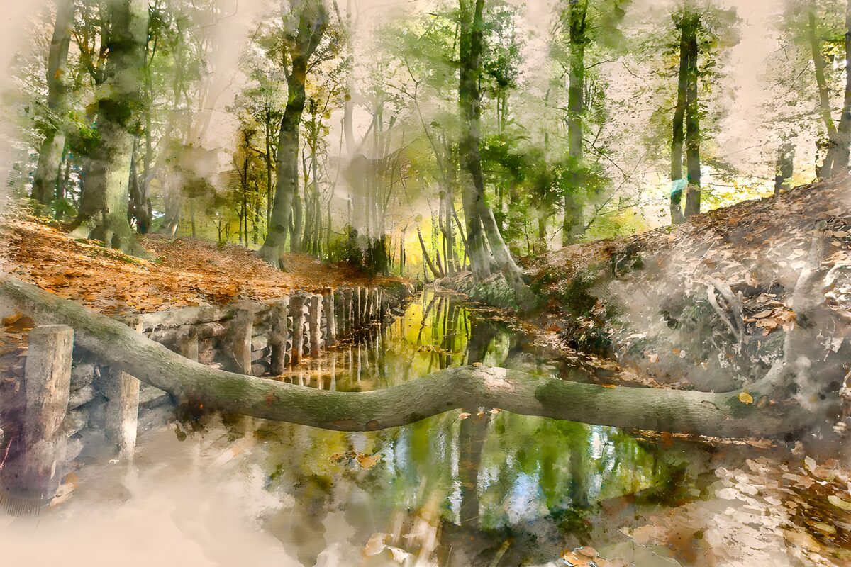 Betoverend Bos met Spiegelend Water