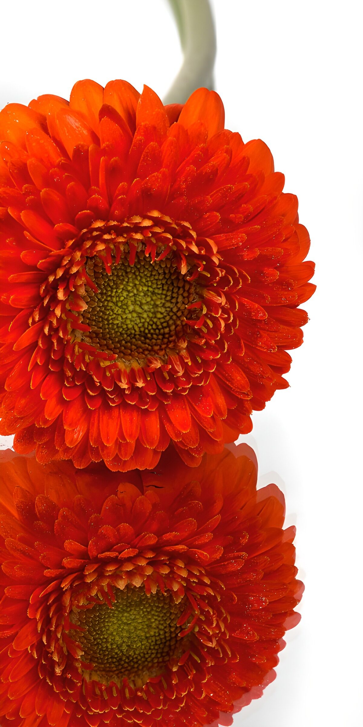 Stralende Oranje Gerbera Bloem