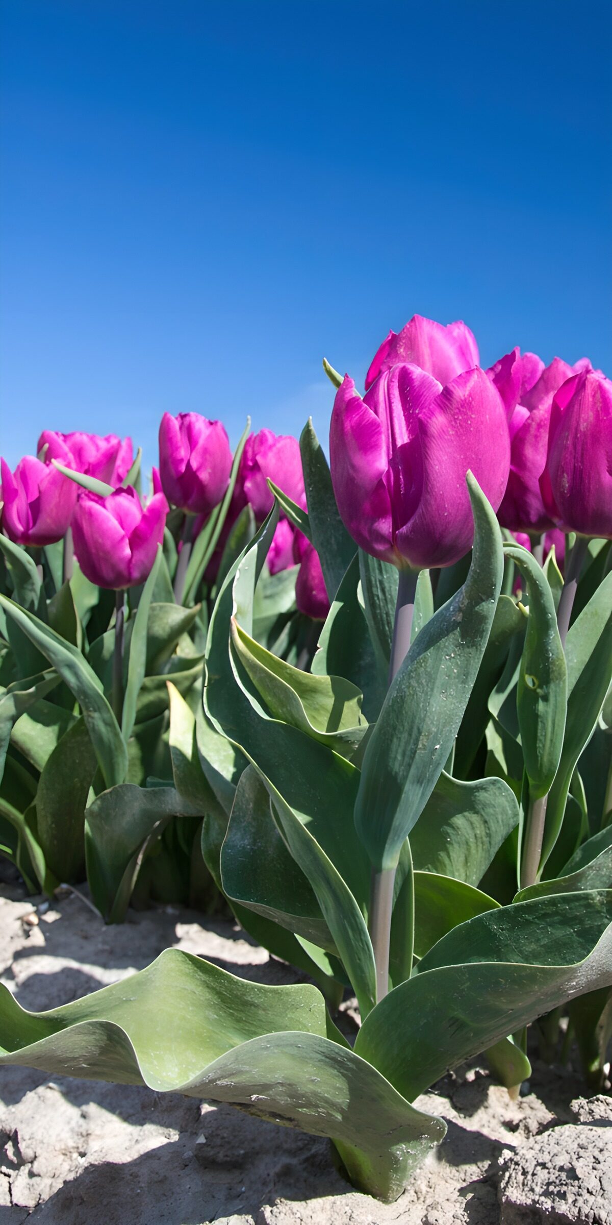 Prachtige paarse tulpen onder de blauwe lucht