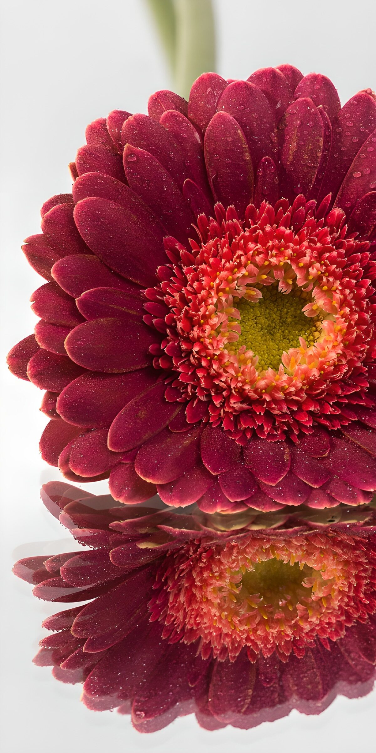 TP85086: Felgekleurde Gerbera met Reflectie