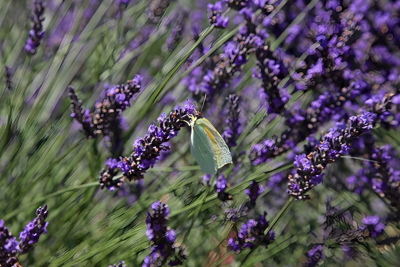 TP89747: Vlinder op lavendelbloemen