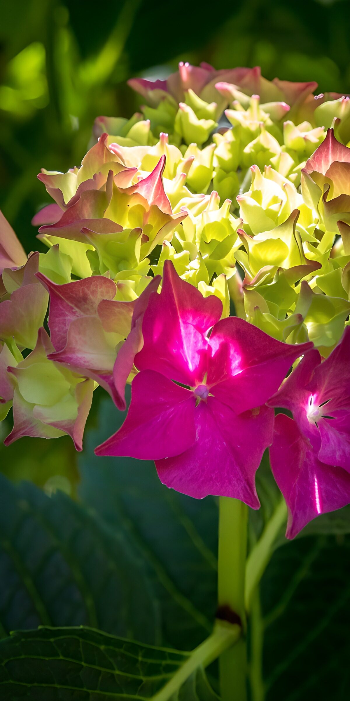 Hortensia roze