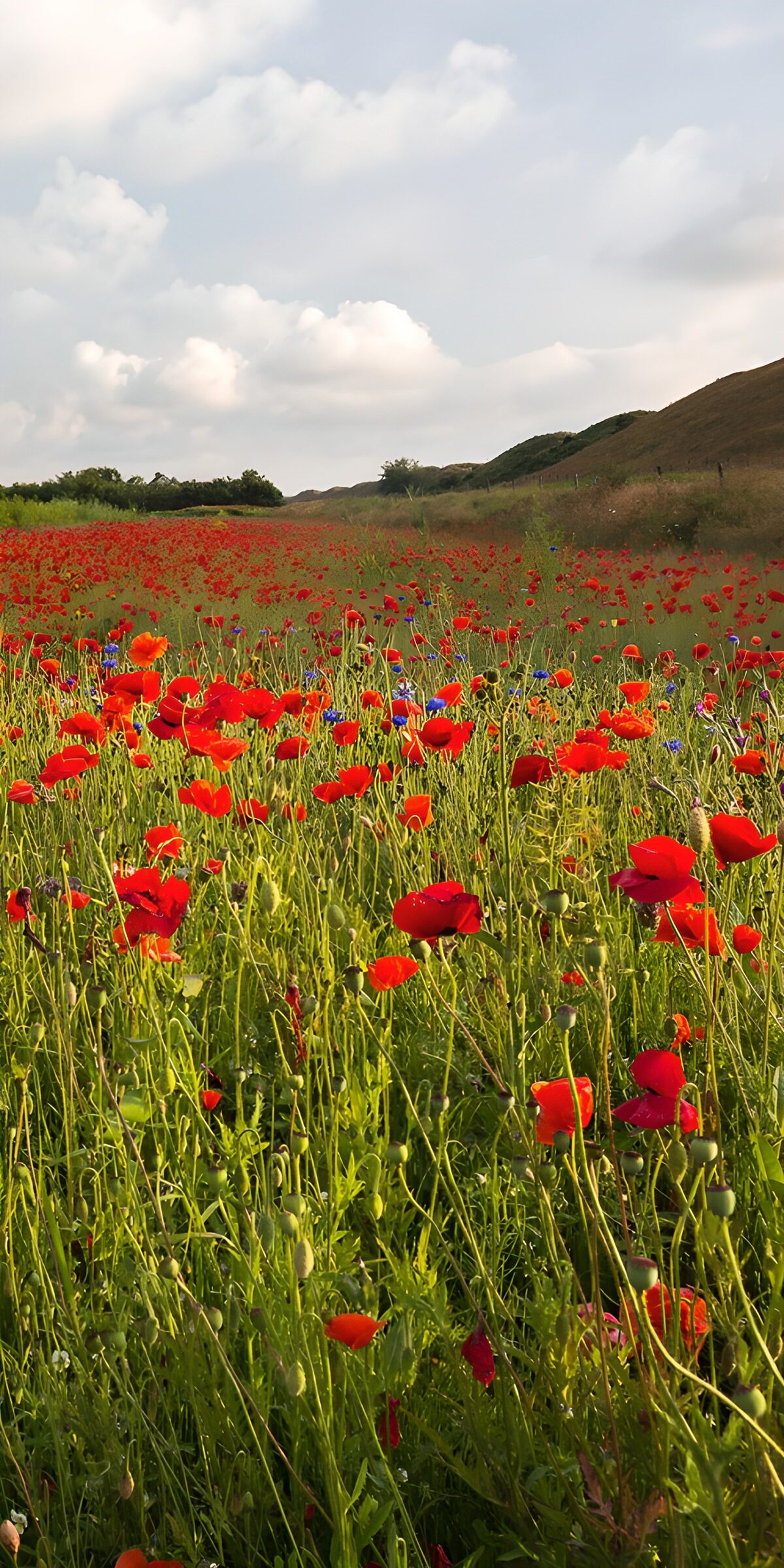 Bloeiende klaprozen in het landschap