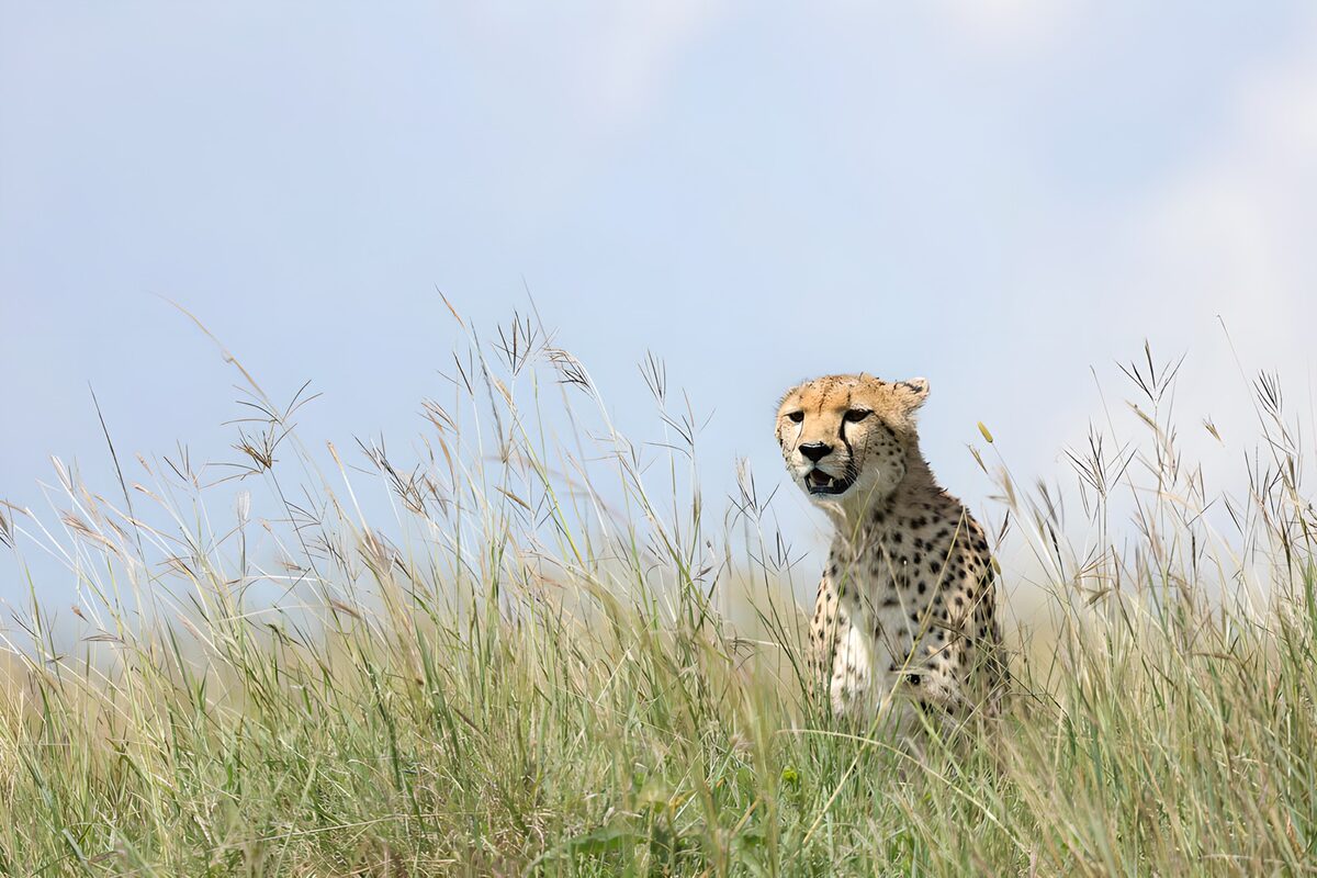 Gepard in het hoge gras