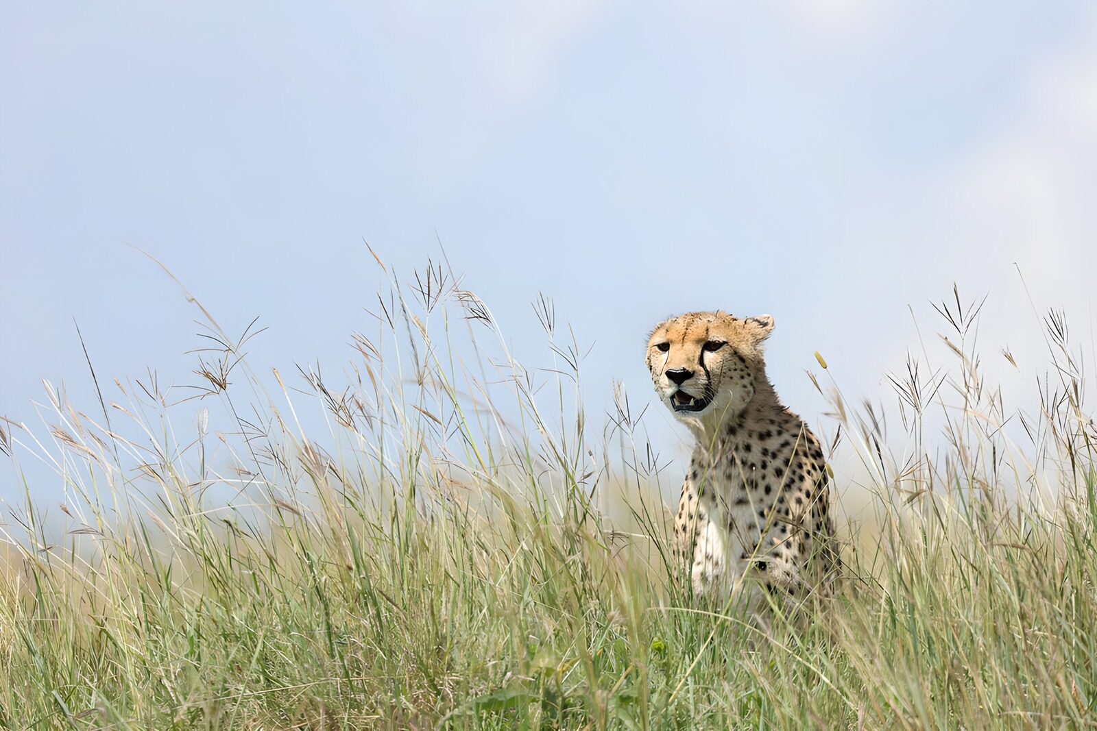 TP41869: Gepard in het hoge gras