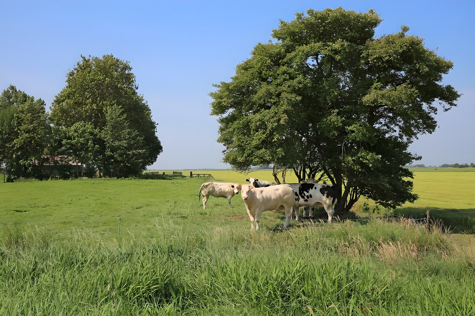 TP87711: Koeien bij boom