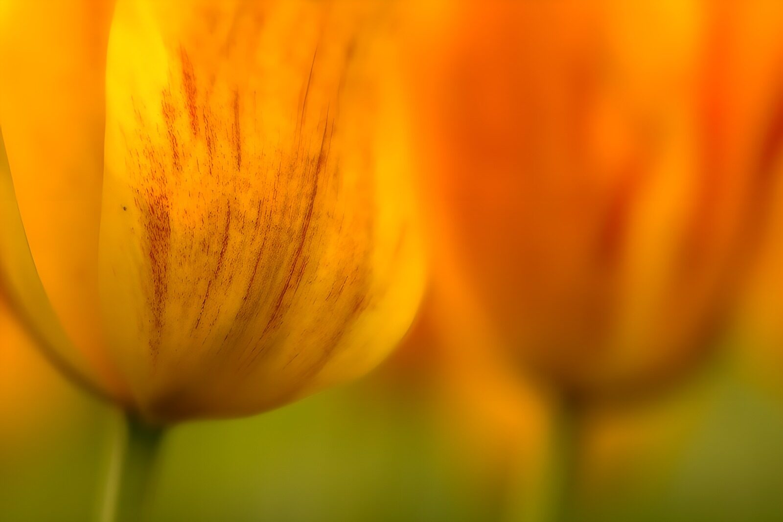 TP28308: Zomerse Gele Tulpen in Vervaging