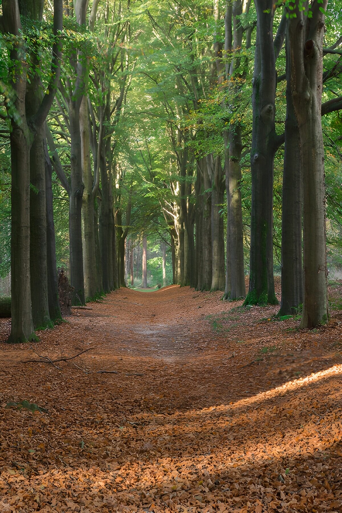 Rustige wandeling door een herfstbos