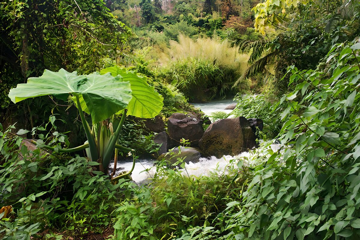 Rustgevende natuurlijke oase