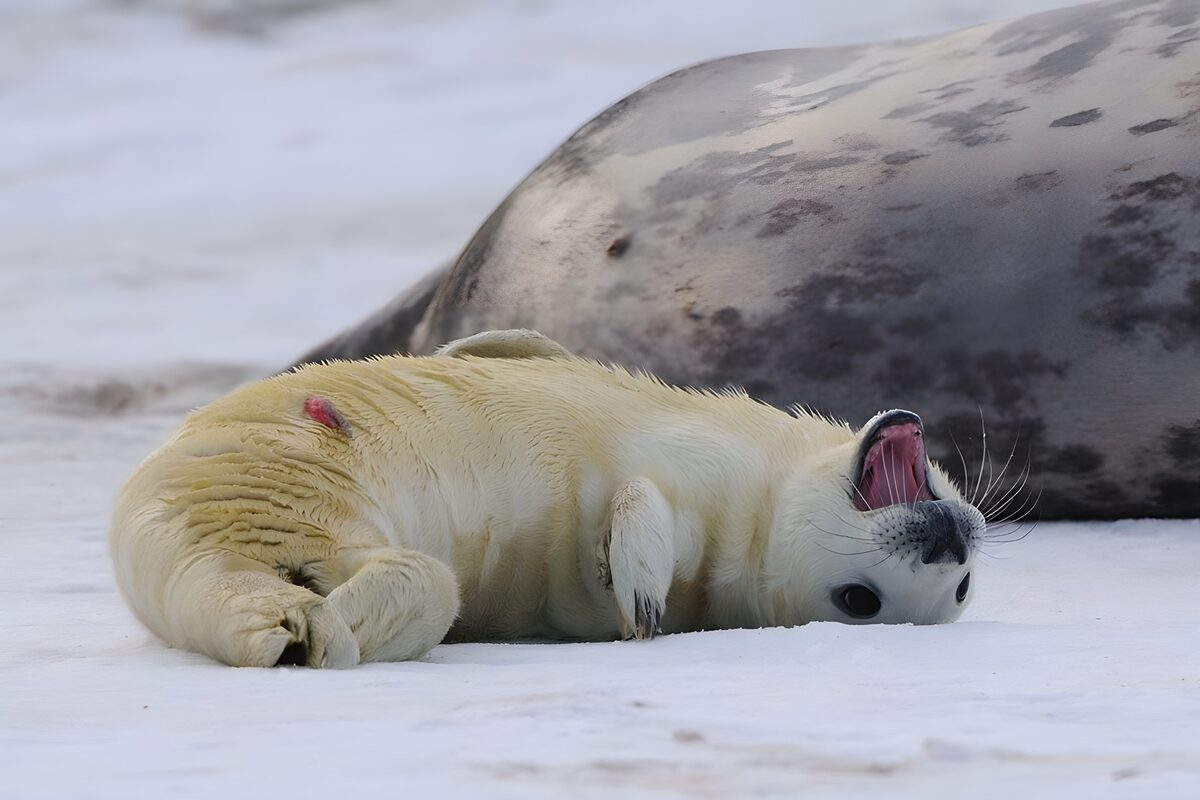 Jong zeehondje op de rug