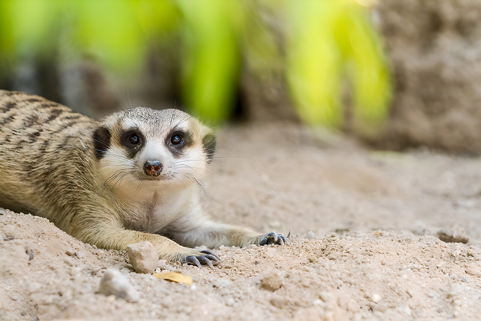 TP89444: Slimme meerkat op jacht