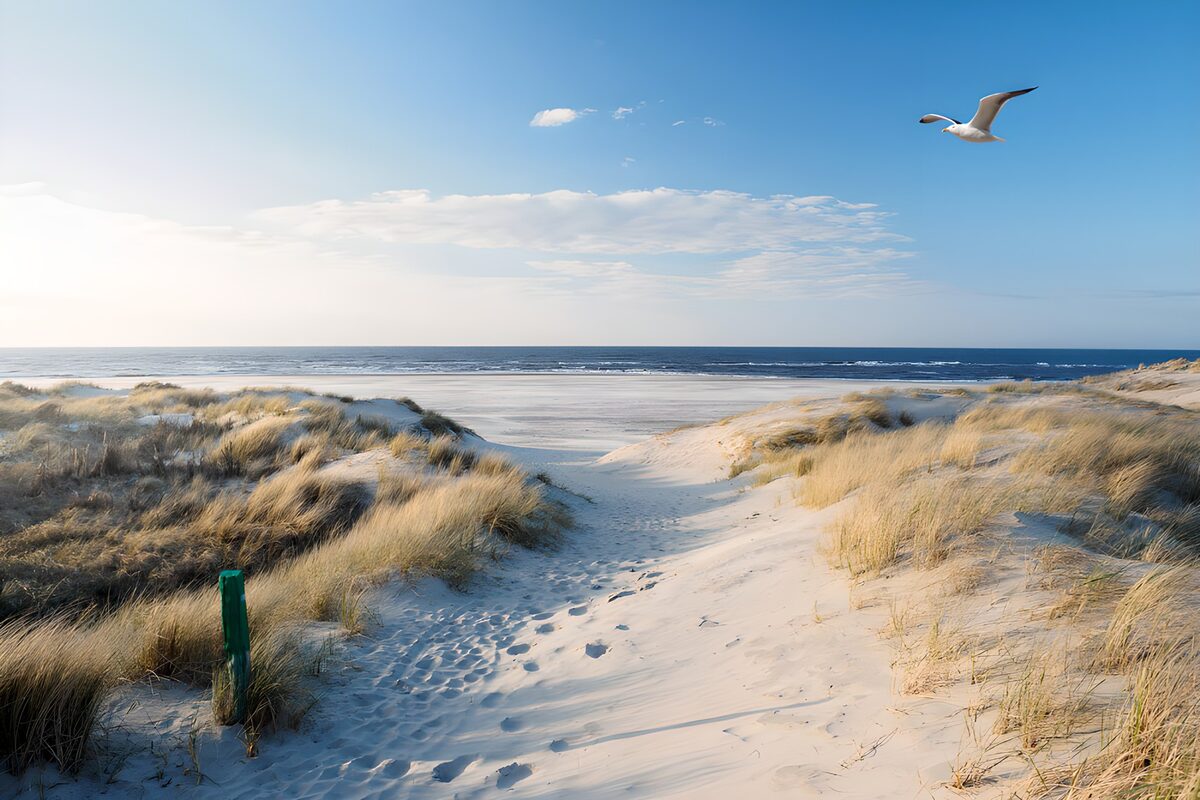 TP12971: Zandpad naar de Zee met Vogels