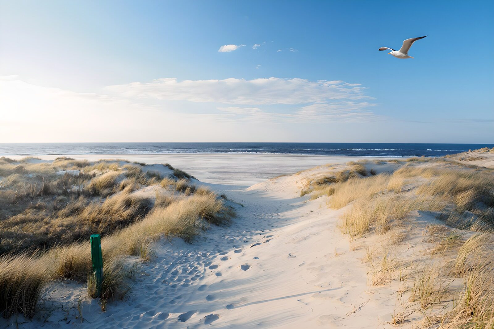 TP12971: Zandpad naar de Zee met Vogels
