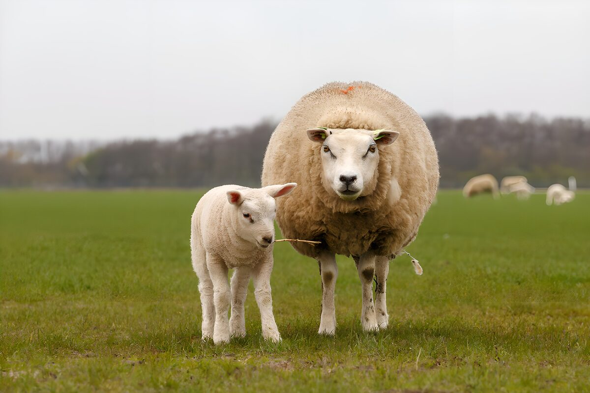 Moeder en lam in het groene gras