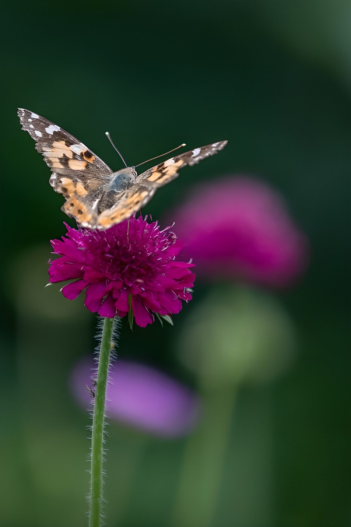 TP41655: Vlinder op een paarse bloem
