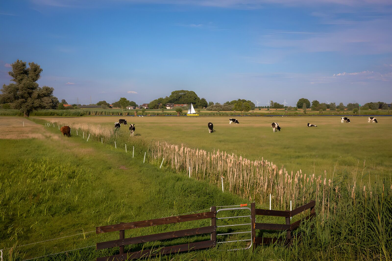 TP39429: Groene Weide met Koeien en Landschap