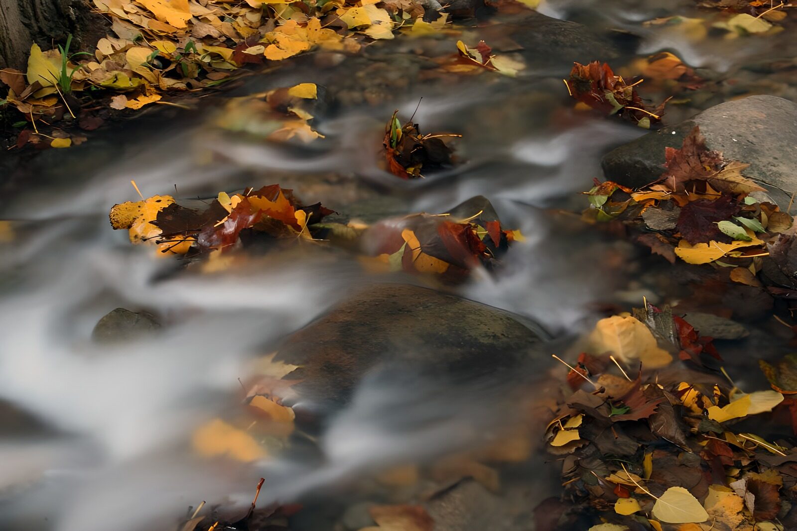 TP30247: Stroom met Herfstbladeren