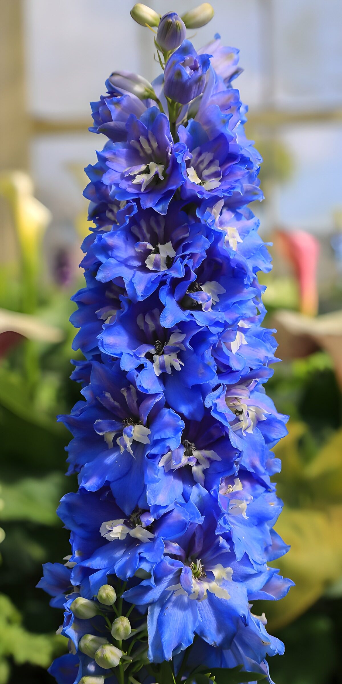 TP39035: Prachtige blauwe afrikaan