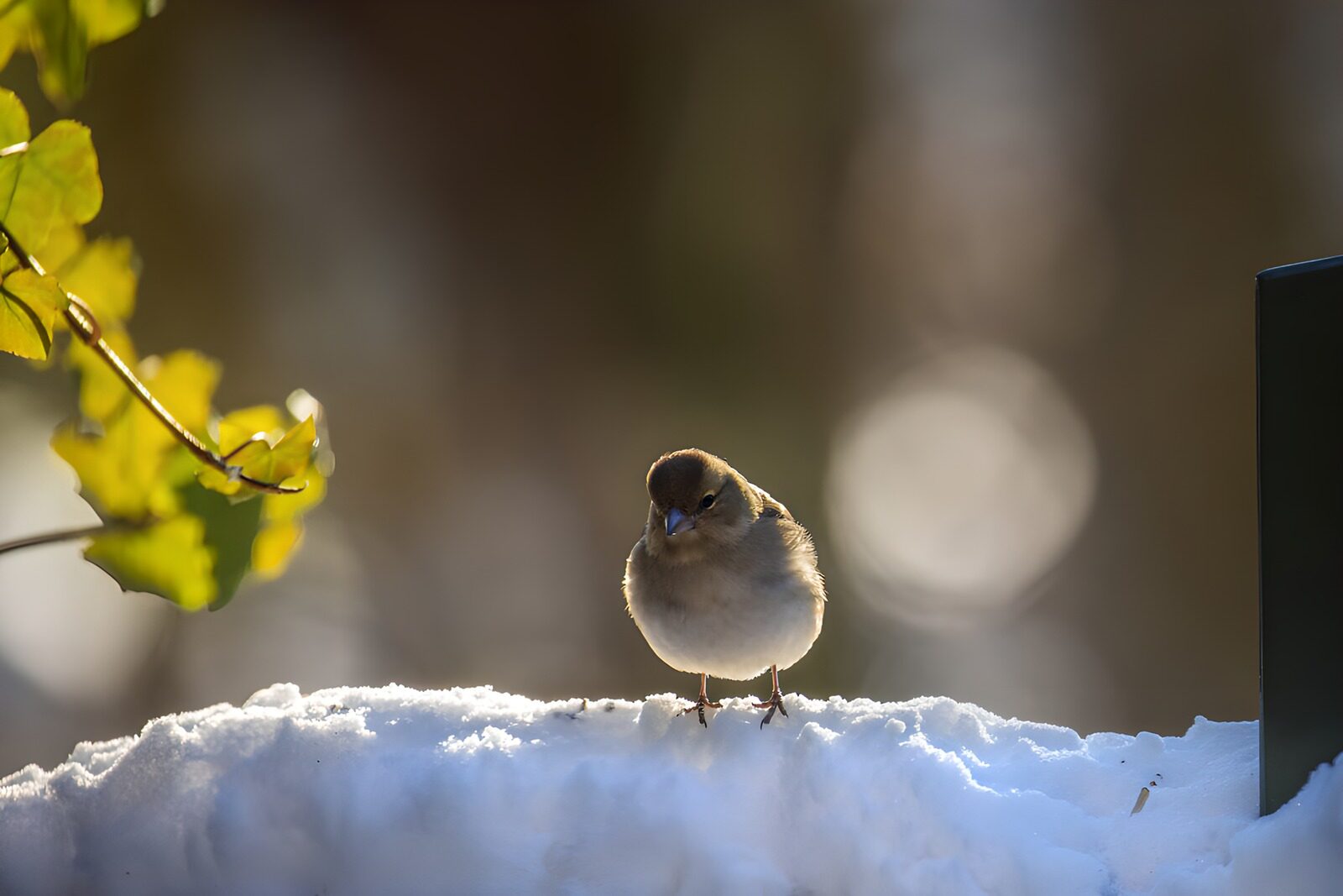 TP38255: Vink op sneeuw met herfstbladeren