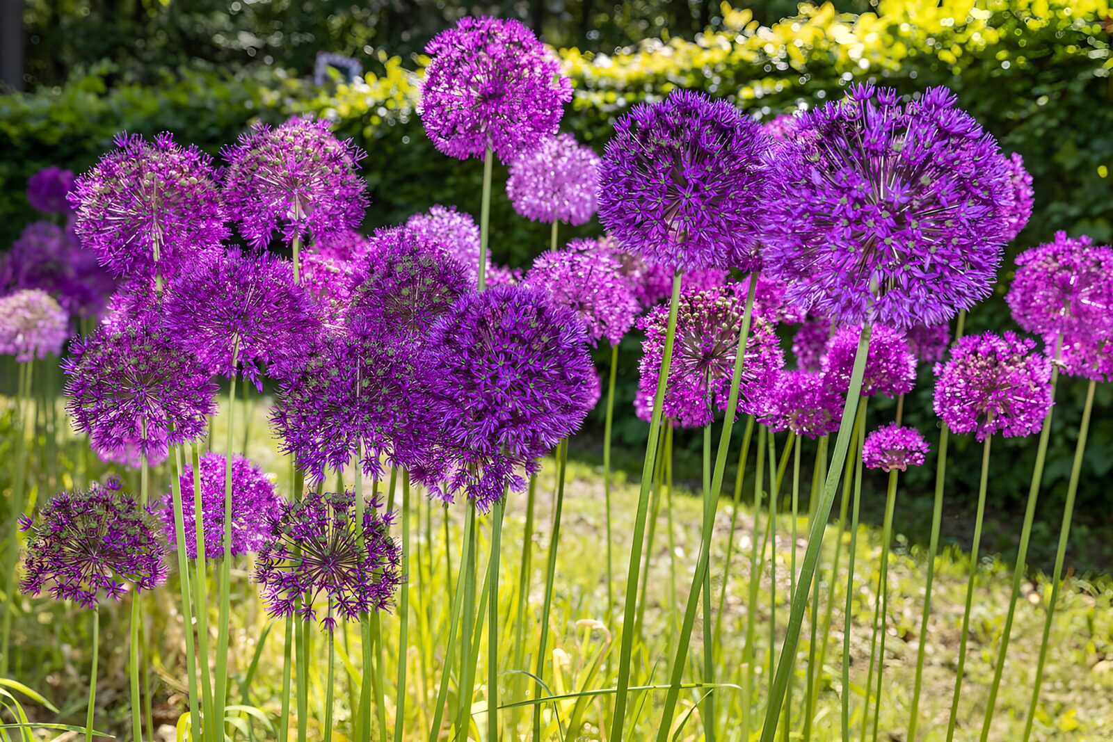TP38936: Prachtige paarse bloembollen in de tuin