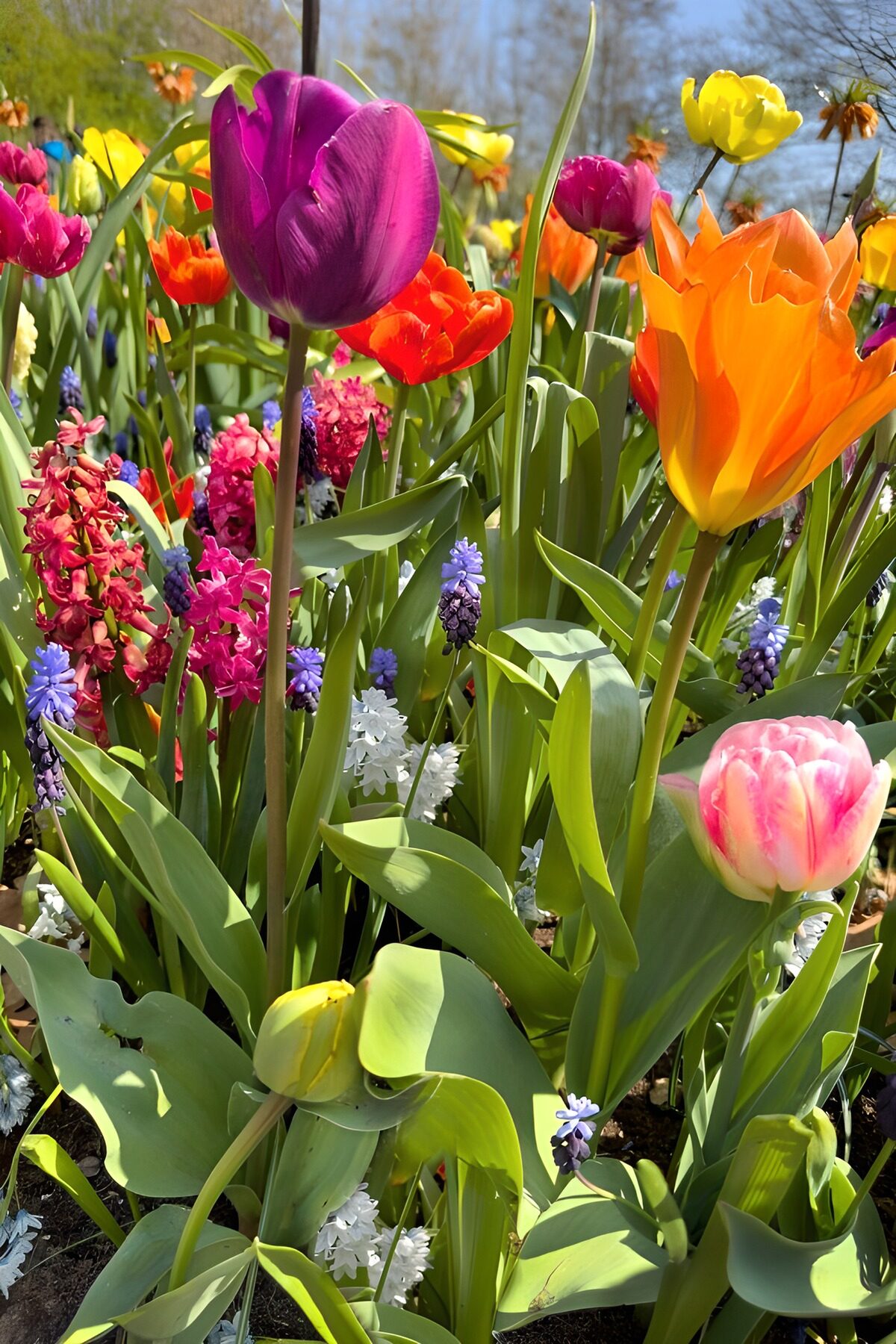 Kleurrijke Tulpenveld in Bloei